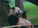 pandas détiendraient solution pour biocarburants qualité