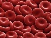 FRANCE: Première transfusion globules rouges créés partir cellules souches Blood- American Society Hematology