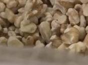 CANCER SEIN: Quelques noix pour réduire risque moitié? Nutrition Cancer