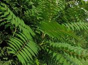 Ailanthus altissima (Ailanthe) espèce invasive court terme Lorraine