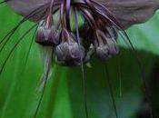 fleur étrange: Tacca Chantrieri