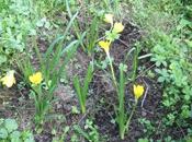 Sternbergia lutea