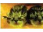 Recherche SIDA: chats trangéniques, mais pourquoi fluorescents Nature Methods