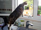 Pirate intrigué, septembre 2011