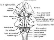 Modèle Neurophysiologique Jastreboff Neuro-Anatomie partie