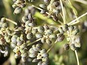 Quelques exemples récolte graines