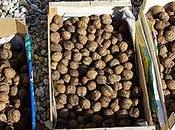 Comment ramasser noix sans baisser