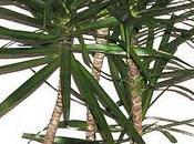 conseils pour votre Dracaena