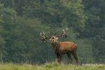 Accident chasse Alle-sur-Semois cerf ration, c'est l'oeil