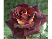 Plantation rosiers pour fleurs coupées