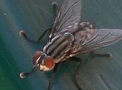mouche porteuse maladies excellence...