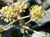Paris, paradis abeilles