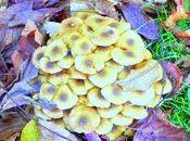 Images d'automne trafiquées ....)