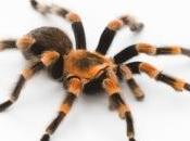 CANCER SEIN araignée venin livrent toxine thérapeutique American Chemical Society