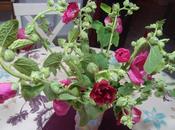 Bouquet roses trémières