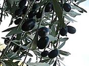 recolte d'olives noir blanc