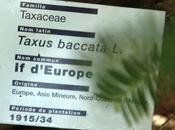 Taxus baccata, croissance