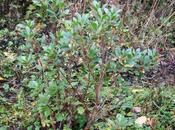 Arbutus unedo chevreuils