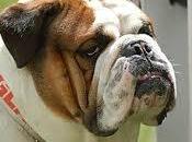 quoi ressemble couple franco-allemand?