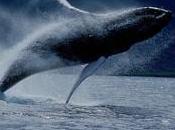 surfeuse presque avalée baleine