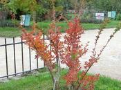 Lagerstroemia indica
