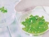 TANAKAN autres GINKGO BILOBA bientôt déremboursés? Afssaps-Commission d’AMM