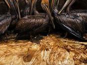 Daniel Beltrá, lauréat prix Wildlife Photographer Year 2011