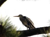 Ardea cinerea, retour héron