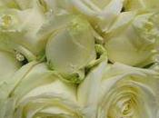 roses Avalanche Pearl