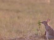 Technique comment photographier l’instant décisif photo animalière