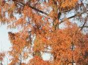 Metasequoia, feux l'automne