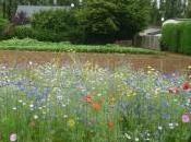 jardin communautaire autogéré remède l’assistanat