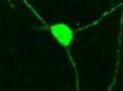 CERVEAU: Avec neurones neufs, chercheurs réparent circuits cérébraux Science