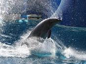 Photographies dauphins