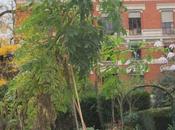 Dahlia imperialis, suite