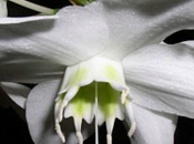 Eucharis d'Amazonie