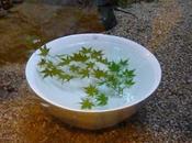 Leçons Japon recap...