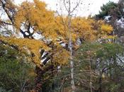 Tout l'or ginkgo