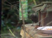 étourneaux arrivent