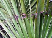 Traitement palmiers contre charançon rouge (Rhynchophorus ferrugineus)