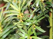Taxus baccata, déjà prêt