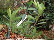 Eriobotrya Raphiobotrya