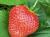 Projet 2012 autonomie totale fruits légumes