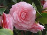 camélias camellias, suite