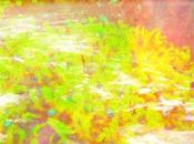 Blackbird Blackbird: Leaf Stream Leaf, c’est le...