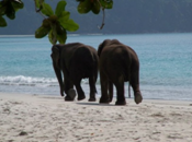safaris humains perdurent îles Andaman