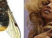 chercheurs nomme insecte "Beyoncé" Publié