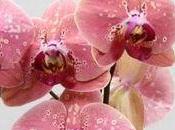 Nouvelles variétés Orchidées Phalaenopsis