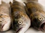 Santé mangez poissons d'eau douce