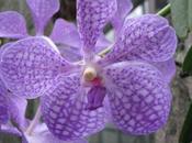 L’orchidée Vanda Coerulea, lorsque l’éthique luxe font plus qu’un